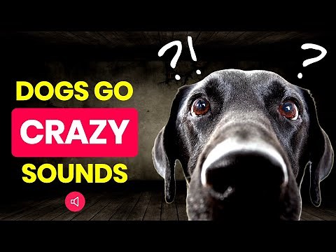 DOGS GO CRAZY For These 10 Sounds! 🐶