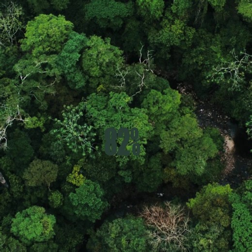 Sometimes, less IS more. 82% less rainforest is lost in Cool Earth’s partnerships than in surrounding areas. 🌳 Help us do more of this! Donate today and we’ll double it. More rainforest, more climate action, more good. 🌍 https://coolearth.pulse.ly/3t5cbhpegp | Cool Earth