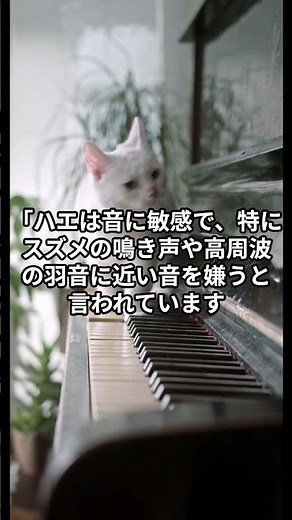 ハエが絶対に近づかない音｜専門家も使う“音の撃退法”とは？【保存推奨】