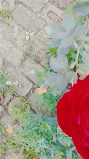 Bangla pe Das ko Sathi bigad lape Koi Na