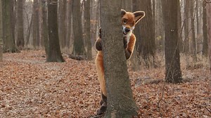 Fursonas - Apple TV