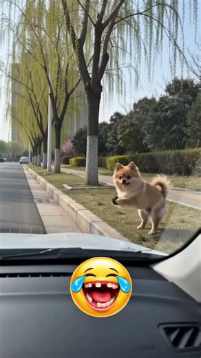 when the dog get angry #funny #funnyanimals #funnyvideo