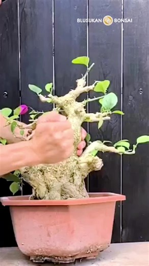 Unpacking bougainvillea bonsai root care #bonsai #bonsaitree #bougainvillea
