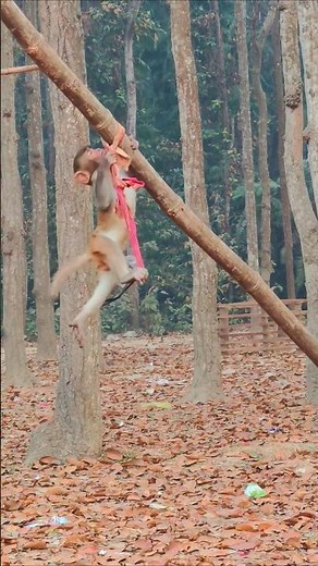Heartbreaking moment: Baby monkey cries for help and calls for mom! 🐒 #babymonkeys
