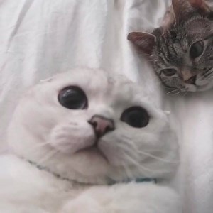 @white_coffee_cat photobomb 🤪 | Nala_cat