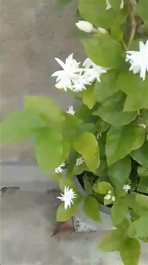 It's Mogra blooming! #shortsviral