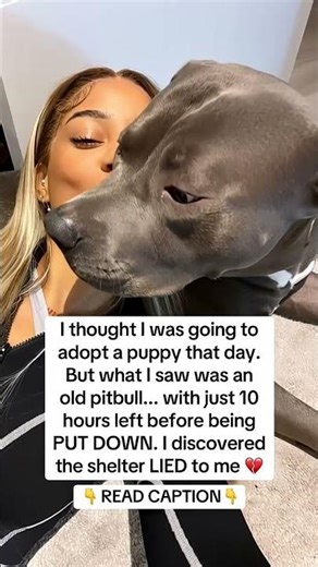 #dogsofinsta #adoptstrays #adopteddog #dogsofinstagram