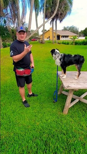 How to Teach Focus Command with Australian Shepherd