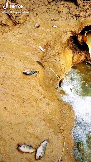 Exploring a Muddy Stream with Stranded Fish