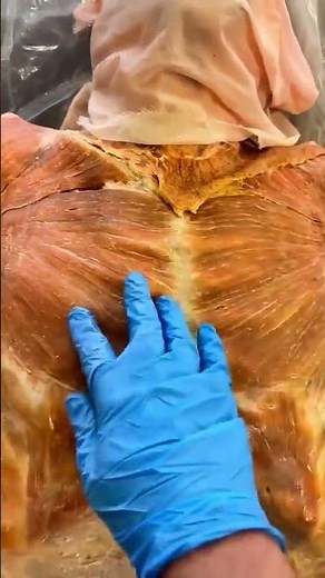 Why Your Pecs Have Two Completely Different Parts #anatomy #shorts