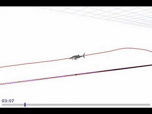 Undulating Swimming Motion in Whale Sharks