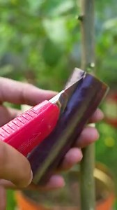 New Experiment, propagate Lemon tree by air layering using a Eggplant🍆#lemontree #gardening | Nathan & Alsop