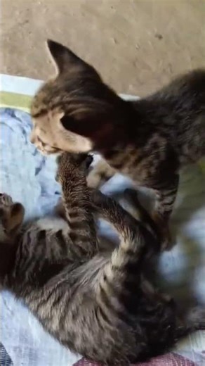 -kiki- brother with msty 🥰😁🥲 *monika_mali_2123*