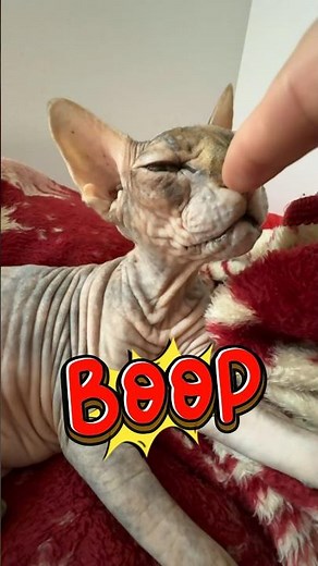 Time to Boop the Nose of Nova #sphynx #cat