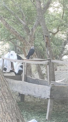 Crows Sounds || Birds Sounds// Animals Sounds #shorts 🌿🌿🌿🍁🍁🍁❤️‍🩹❤️‍🩹❤️‍🩹🙏🙏🙏🙏