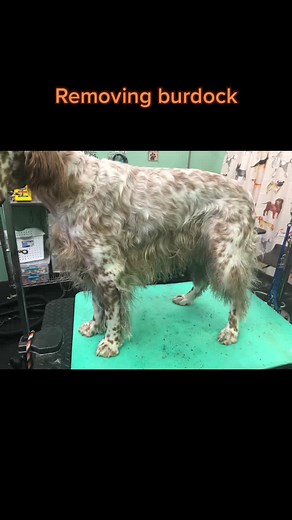 Removing Burdock/Cockleburrs from English Setter | Dog Grooming Tips