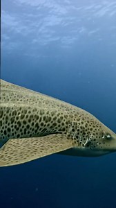 The world of the Leopard Shark – where spots of elegance grace the ocean floor, leaving an indelible mark on the underwater canvas. 🌊🦈 📷 Scott Wilson https://www.facebook.com/scottwilsonimagery | Diving Specials