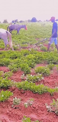 Rural Plowing with Horse in Agricultural Setting