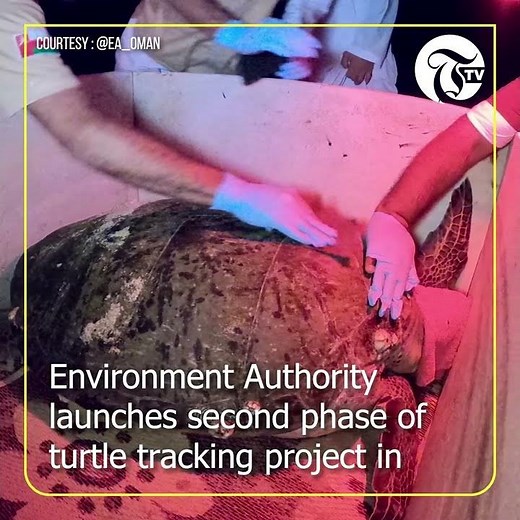Environment Authority launches second phase of turtle tracking project in Oman