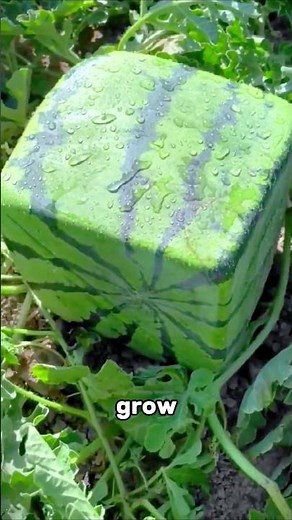 SQUARE Watermelons Exist… But Why? 🤯