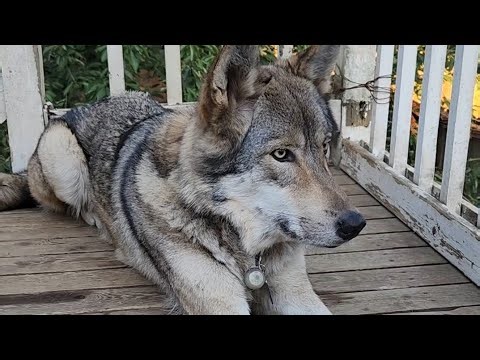 Neighborhood Coyotes! #petwolf #honeythewolf #wolf #wolfdog