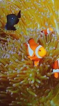 An Underwater Adventure in the Great Barrier Reef 🐠