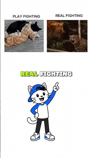 Play Fighting vs. Real Fighting Cats: How to Tell the Difference! #cat #catfacts #catbehavior