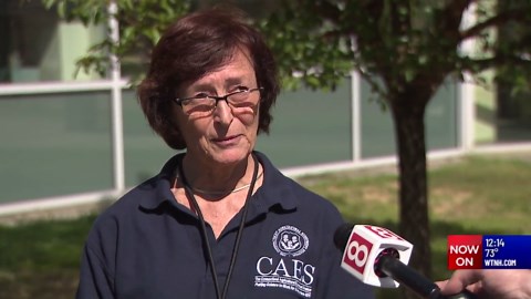 Spotted lanternfly population in Connecticut increases compared to previous years: CAES