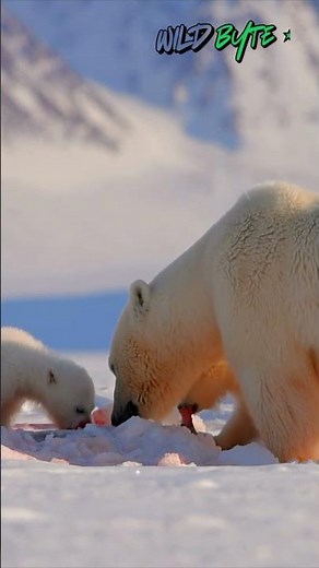 Why won’t polar bears eat Arctic foxes—even when they can?