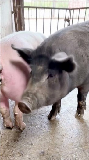 Secrets of pig training a step by step guide@ 41
