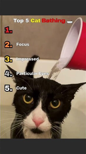 Your cat during bath time be like 💀 #funnycatvideos #relatable #catlife