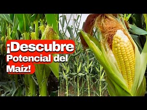 ¿Cuántas MAZORCAS 🌽 salen de una planta de MAÍZ?