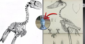 Korean Zookeepers Tasked With Taking Care Of A Living Dinosaur—And It Was Hungry