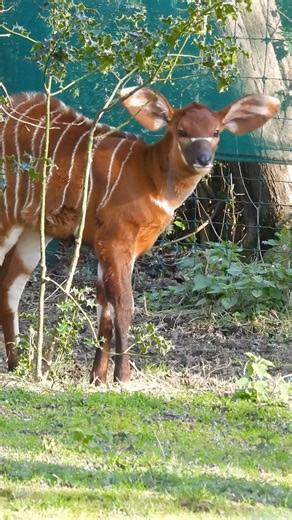 8.3K views · 390 reactions | The eastern bongo calf at Dublin Zoo is finding her own way!  Taking big steps for such a small cloven-hoofed marvel, this little one is already stealing hearts 歷 Don't forget – you have the chance to choose a name for this beautiful bongo!  Read the guidelines and enter the competition here for your chance to win a paw-some prize! dublinzoo.ie/competition Remember: You have until April 30th at 3pm! 李 | Dublin Zoo | Facebook