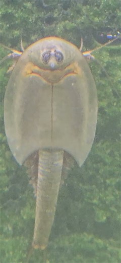 🦐 Happy Triops 🦐 #triops #shorts #seamonkeys #triopsgalaxy #TriopsGalaxy