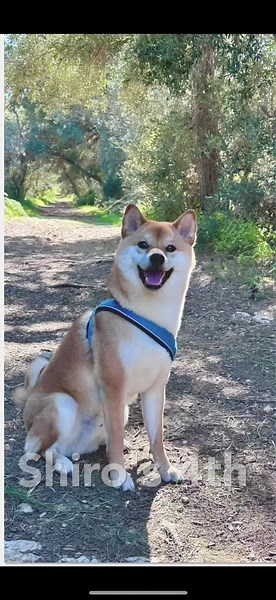 Happy 4th birthday to my loyal and loving companion, Shiro! 🐶❤️ Your unconditional love brings so much joy to my life every day! 🥰 Here’s to many more adventures and memories together! ✨💕 #dog #birthday #4th #shiba #shibainu #shiro #dogsoftiktok #dogs #dogtok #doglove #dogmom #doggo #love #loyal #companion #japan #japanese ##dogsontiktok #dogowner