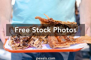 Free A Real Octopus Photos