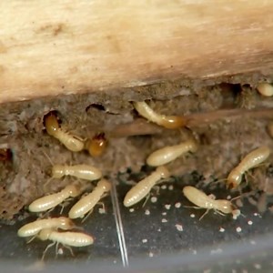 Whether you're looking for a treatment or proactive solution, trust Rentokil to fix your termite problems. Termites are no match for our advanced solutions — Rentokil is your strongest defense against termites. Message us today! | Rentokil Pest Control Malaysia