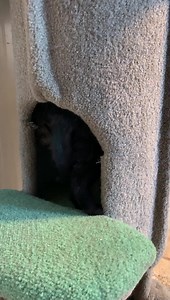 Little Keebler Elf’s. 😂 | Animal Resource Center