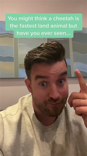 The fast land animal in the world…