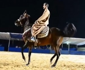 Baladi Horse Information, Origin, History, Pictures