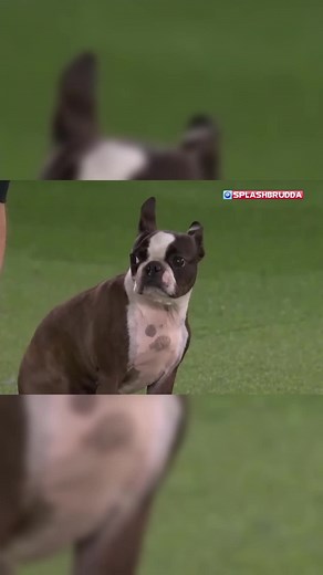 Splash Mixtape pt. 🐶 #splashbrudda #dog