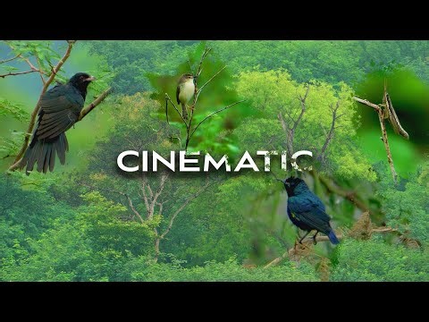 3 Min Cinematic Nature Escape | 4K Rain, Forest & Wildlife | Tamil Nadu