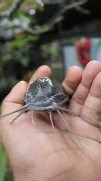 padahal baru beberapa minggu yang lalu anaknya aku ambil #pet #bird #aviary #otterindonesia