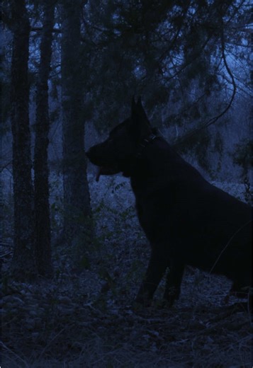 Always vigilant, even when you aren’t. #protectiondogs #personalsecurity #familyprotection #dogtraining #canineprotection #germanshepherd #gsd #training