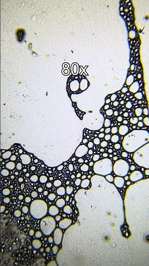 Potato Under a Microscope – Hidden Structure of a Common Vegetable