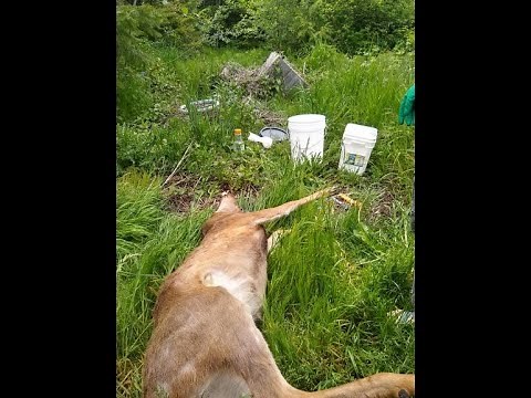 How to harvest and butcher a roadkill deer