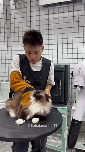 cats grooming worker 😺🤯 #facts #telugu #shorts #shortvideo #shortsfeed #viral