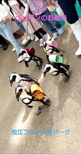 【ペンギンのお散歩】〜松江フォーゲルパーク〜ペンギンパレード🐧〜penguin〜癒されましょい〜