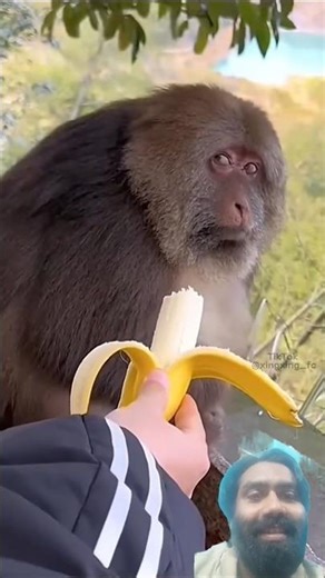 Angry Monkey Throws Tantrum for Banana 🍌 | Funny Monkey Short